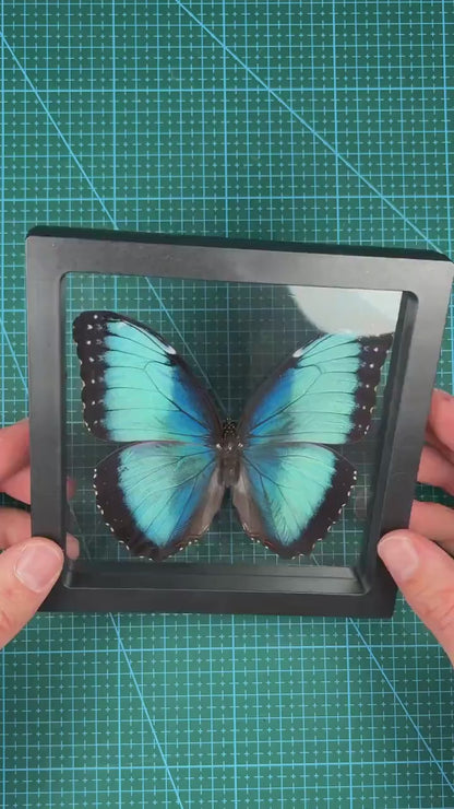 Kit Morpho Azul