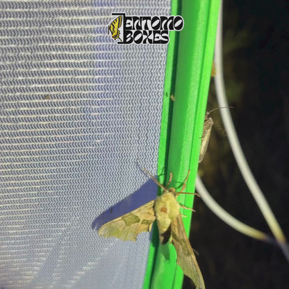 Lámpara UV para atraer insectos nocturnos