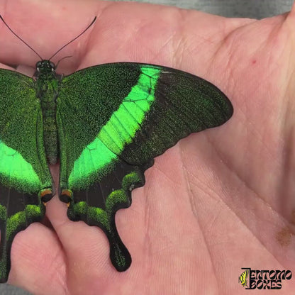 Papilio palinurus (Sin montar)