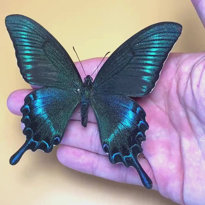 Papilio maackii