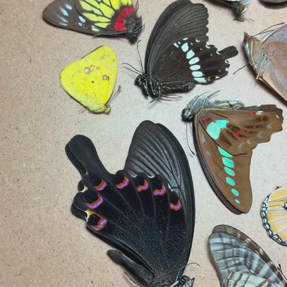 Mariposas tropicales mixtas