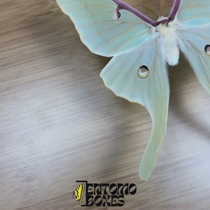 Actias luna (Espécimen)