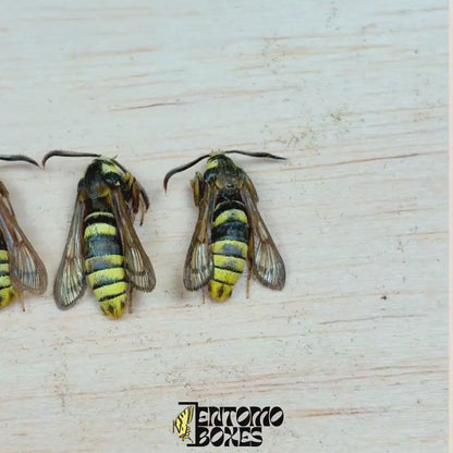 Sesia apiformis (Sin montar)