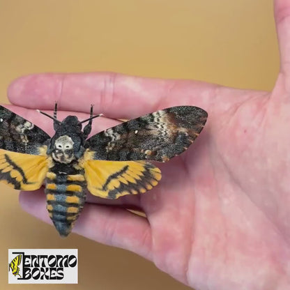 Acherontia atropos (Espécimen)