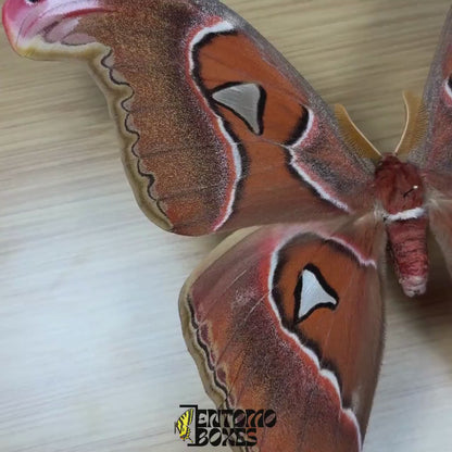 Attacus lorquini (Espécimen)