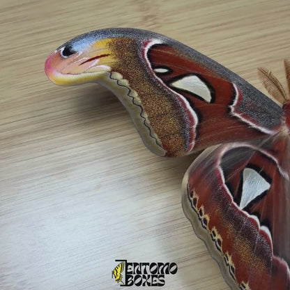 Attacus atlas (Espécimen)