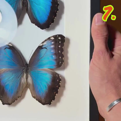 Par de Morpho Azul