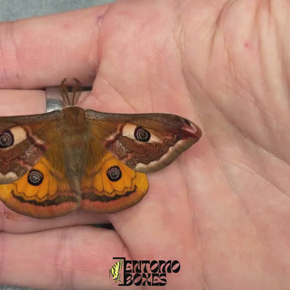 Saturnia pavonia (Sin montar)