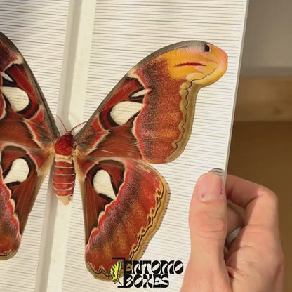 Tablero para alfileres grande con pegatina de cuadrícula
