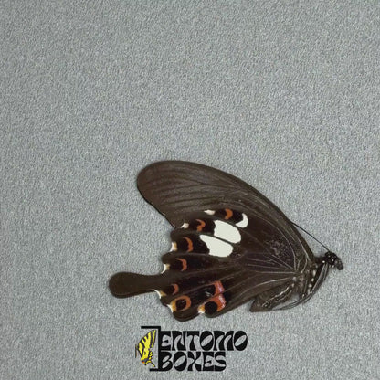 Pinzas Suaves de Entomología 15cm