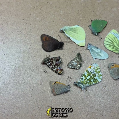Mariposas europeas comunes mixtas
