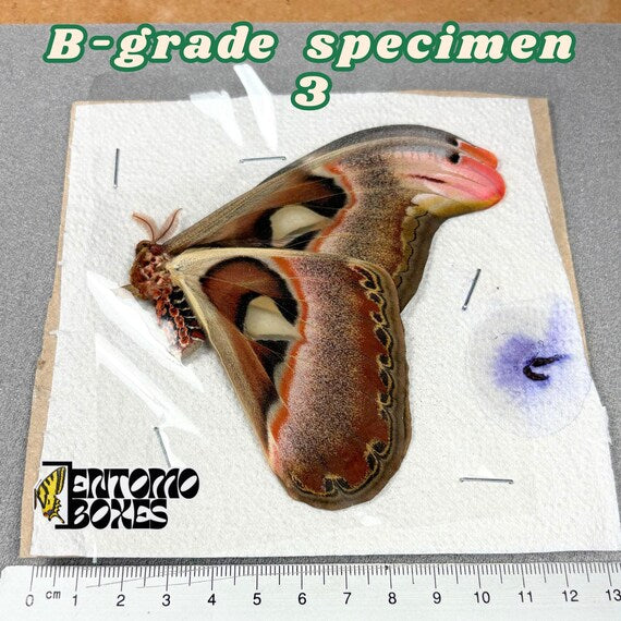 Polilla Attacus atlas espécimen calidad B 3, sin montar con pequeños defectos