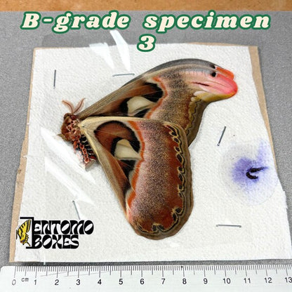 Polilla Attacus atlas espécimen calidad B 3, sin montar con pequeños defectos